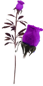 Purple Rose Bud Feather Tickler