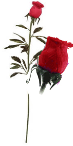 Red Rose Bud Feather Tickler